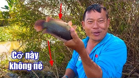 Một Kiểu Câu Cá Rô Không Bao Giờ Móm/ Big fish fishing in the bush