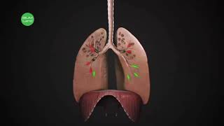 видео: Тыныс алу жүйесі картинка: Тыныс алу жүйесі