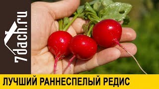 👨‍🌾 Лучшие Раннеспелые Гибриды Редиса: Выбираем Семена - 7 Дач