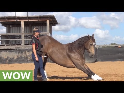 smart-horse-displays-array-of-tricks