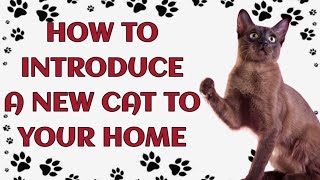 🐾 Introducing a New Cat to Your Home by Paws and Purrs 108 views 3 weeks ago 8 minutes, 55 seconds