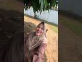 BUAH MANGGA NYA DIBUNGKUS PLASTIK‼️