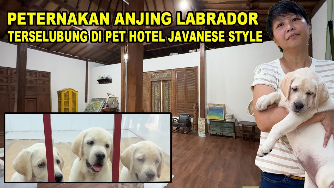Peternakan Anjing Labrador Terselubung di Pet Hotel Javanese Style