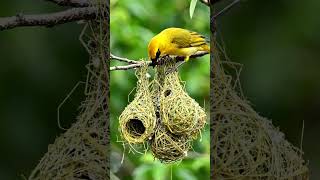 Masked Weaver Bird Nest Hanging Straw Ball Homes In The Wild