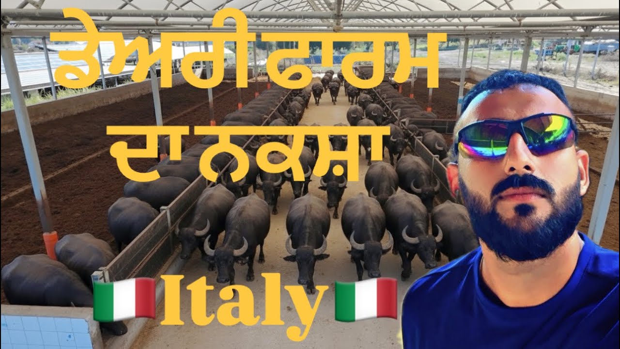 Low cost shed for buffalo farm  