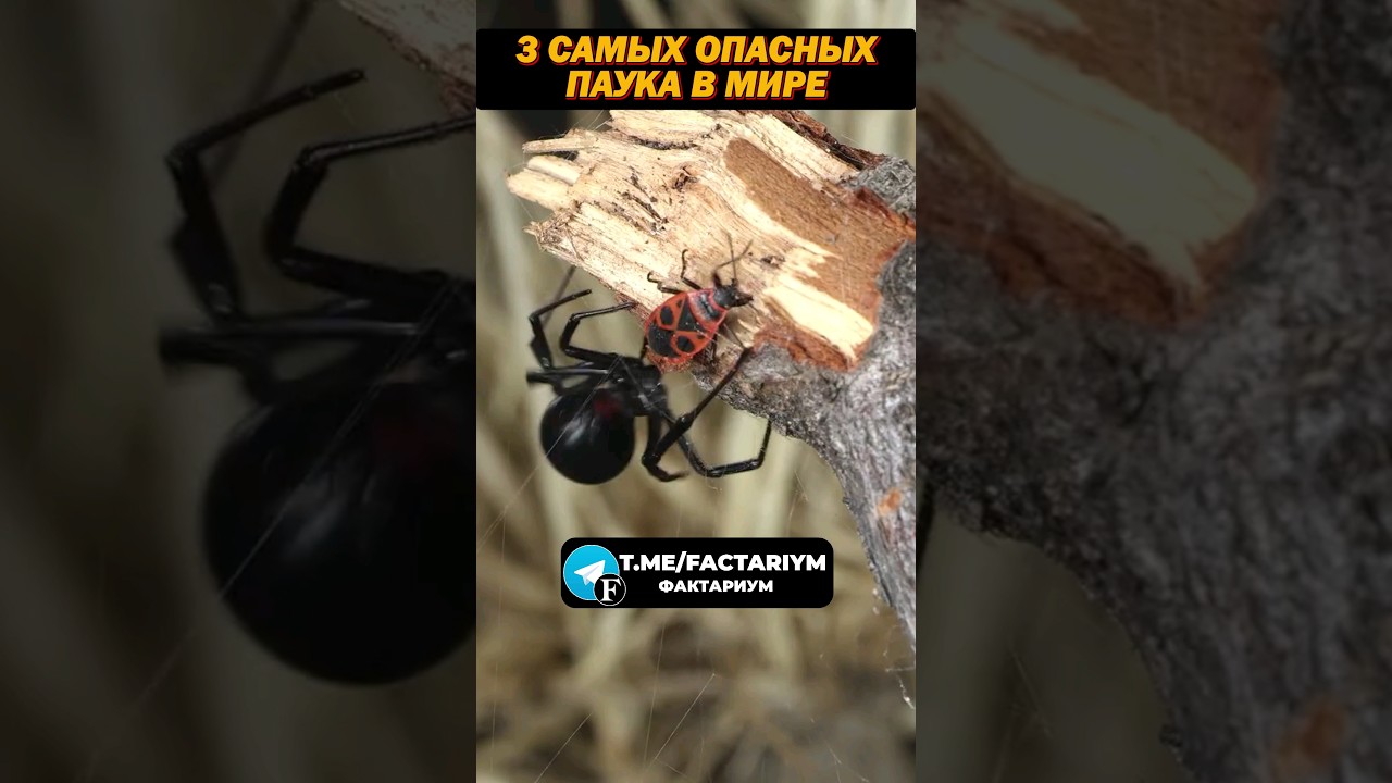 3 Самых Ядовитых Паука в Мире! 