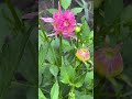 Dalia w różu 😍❤️ #flowers #dalia #dalias #garden #gardening #polskawieś #nature #kwiaty #dc