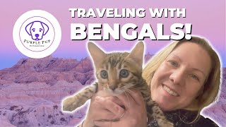 Bengal Cats!!! Flight nanny and Ground transport for these beautiful creatures. #pettransporter by PurplePup LLC 174 views 1 year ago 6 minutes, 5 seconds