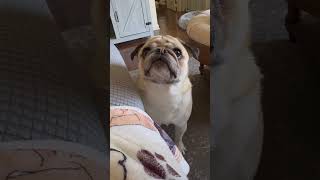 Famous #funny #pug #pugs #pugsarecute #mypug #pugsnotdrugs #puglife #puppy #pugsarelife #love #pugnation Net Worth