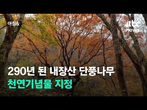 내장산 <strong>단풍나무</strong> 천연기념물 지정 &amp;quot;숲이 아닌 한 그루로는 처음&amp;quot; / JTBC 아침&amp;amp;