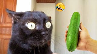 New Funny Animals  Funniest Cats and Dogs Videos 2024 Try Not To Laugh #79