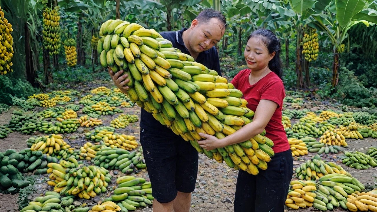 Harvesting giant bananas and duck eggs to sell at the market with his wife