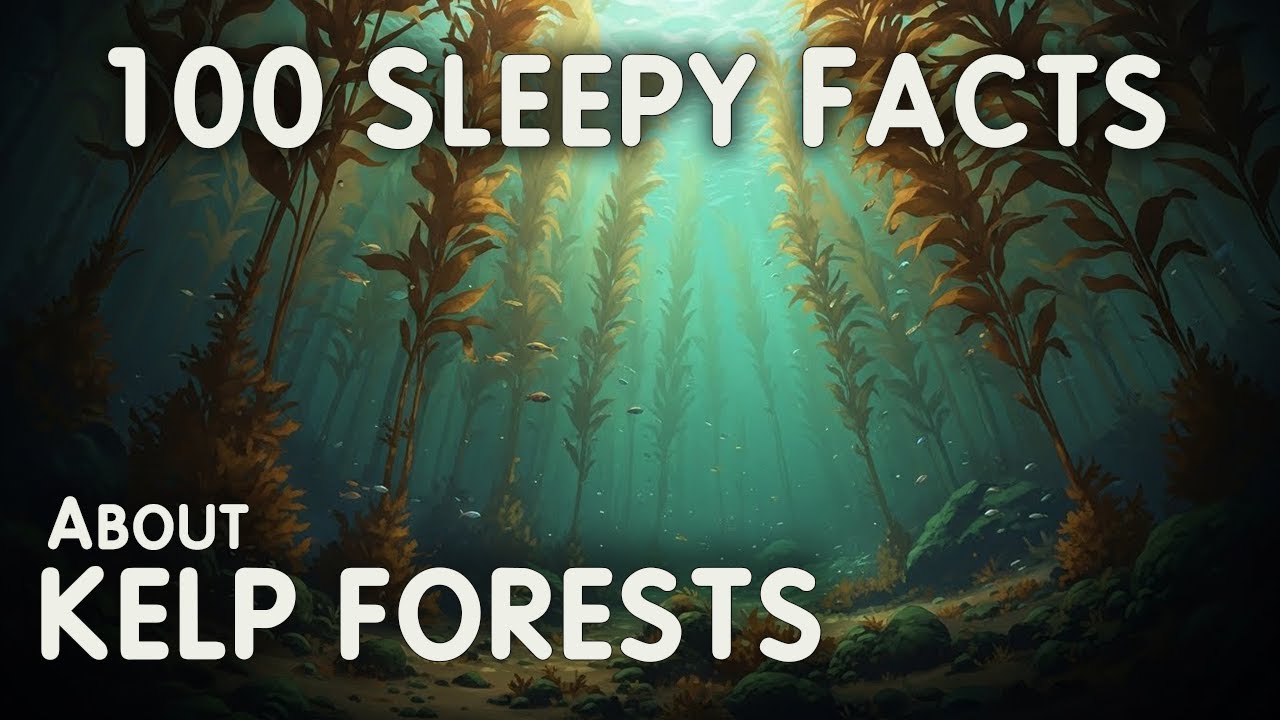 The Most Relaxing Facts About Kelp Forests to Fall Asleep To - Science for Sleep