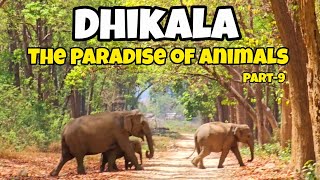 Tiger Safari Dhikala | Dhikala Forest Rest House | Jim Corbett National Park 4k #uttrakhand #tiger