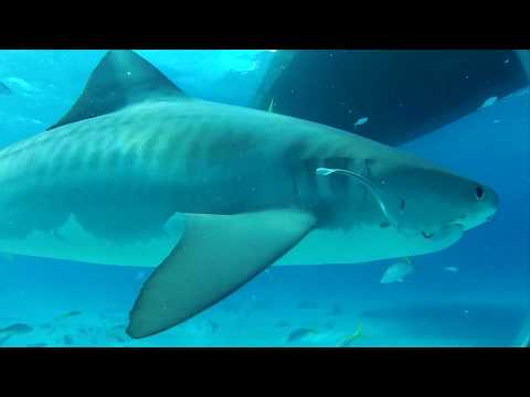 Marine Science in the News: Loss of reef top predator changes fish body shape