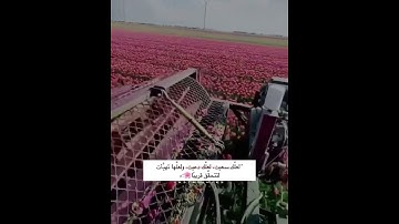 ولا تيأسوا من روح الله ||تلاوه خاشعه🌼🥰 ||آيات قصيره ✨🥰||حالات واتس اب🌿🤍 دينيه 🌟💯||#قران_كريم 💥❤