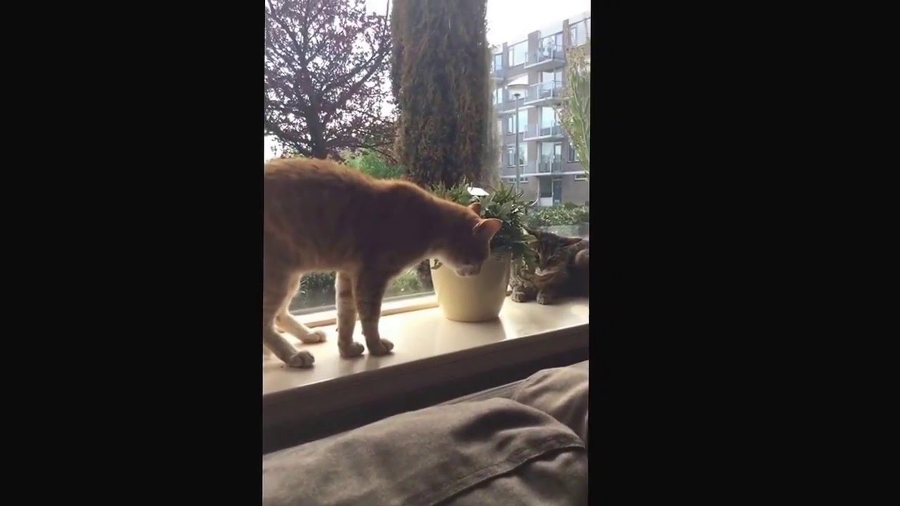 Vreemde kat in huis YouTube Vreemde kat in huis YouTube