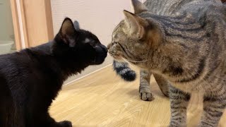 【Reunion】After two months of isolation, the cats finally meets again ...