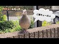 2023/6/8✴︎庭に出ると傍に来てご飯を催促するキジバト夫婦