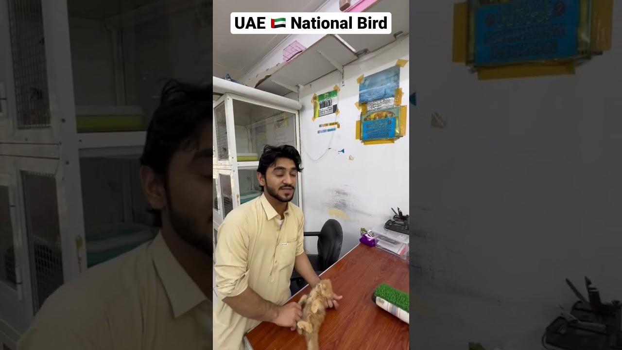 What is the national bird of Dubai?