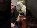 Hoe doe je een papegaaien tuigje om