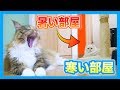 冷部屋から暑部屋に移動したら猫はついてきちゃう?