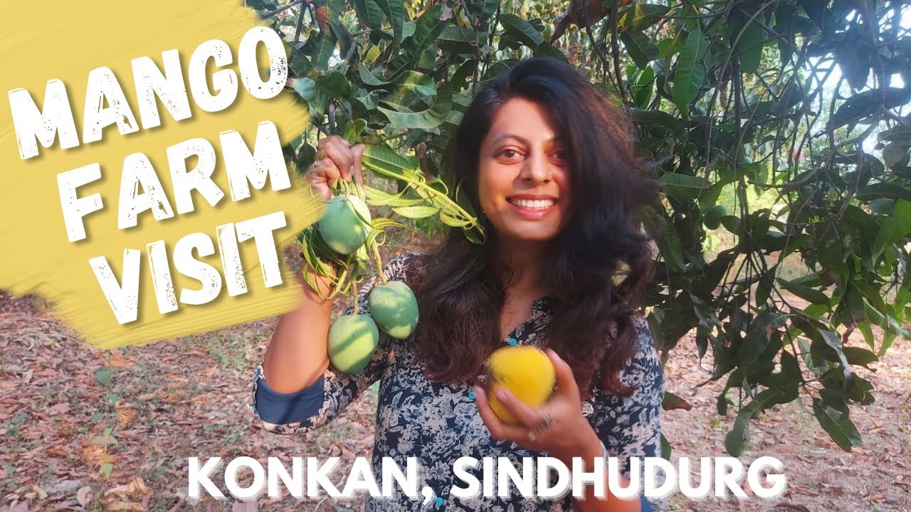 Visit to Mango Farm in Konkan