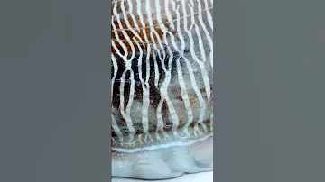 مرکب ماهی 