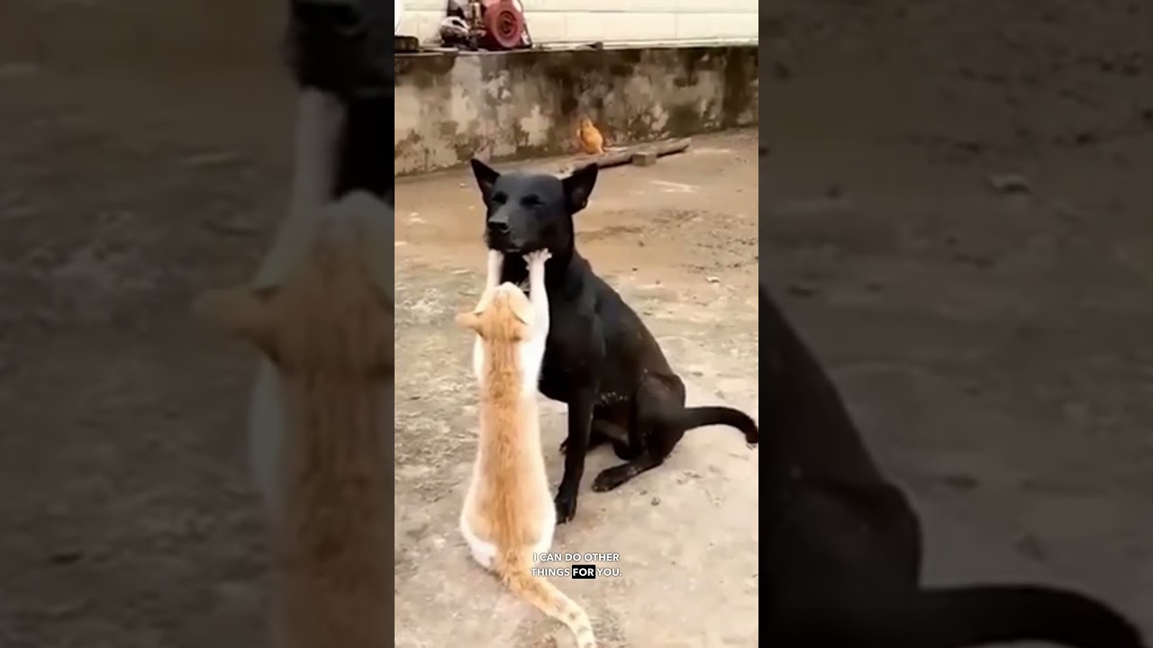 Animals Being Cute - Ozzy Man Reviews