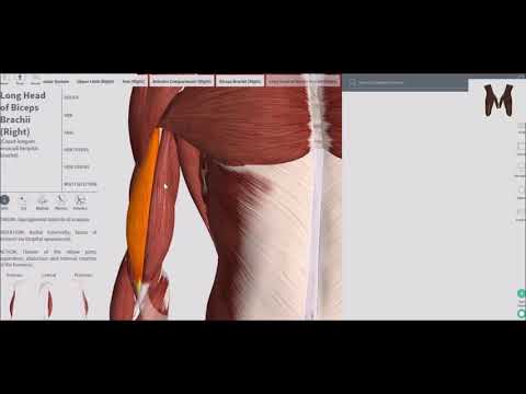 მხრის ორთავა კუნთი