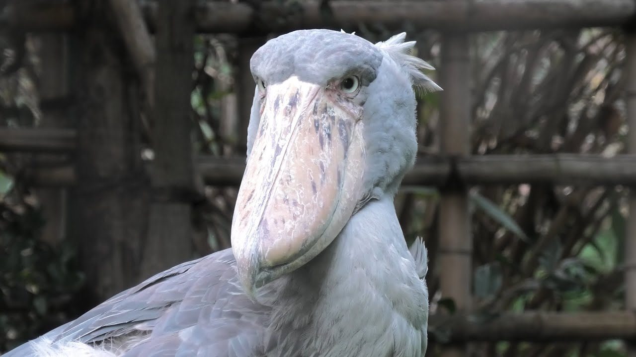 Shoebill (Ueno Zoological Gardens, Tokyo, Japan) September
