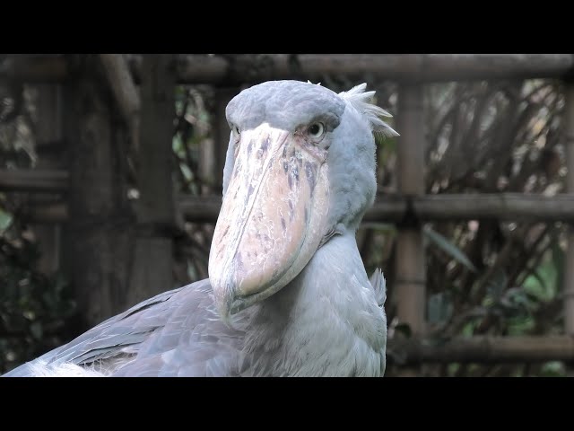 Shoebill (Ueno Zoological Gardens, Tokyo, Japan) September