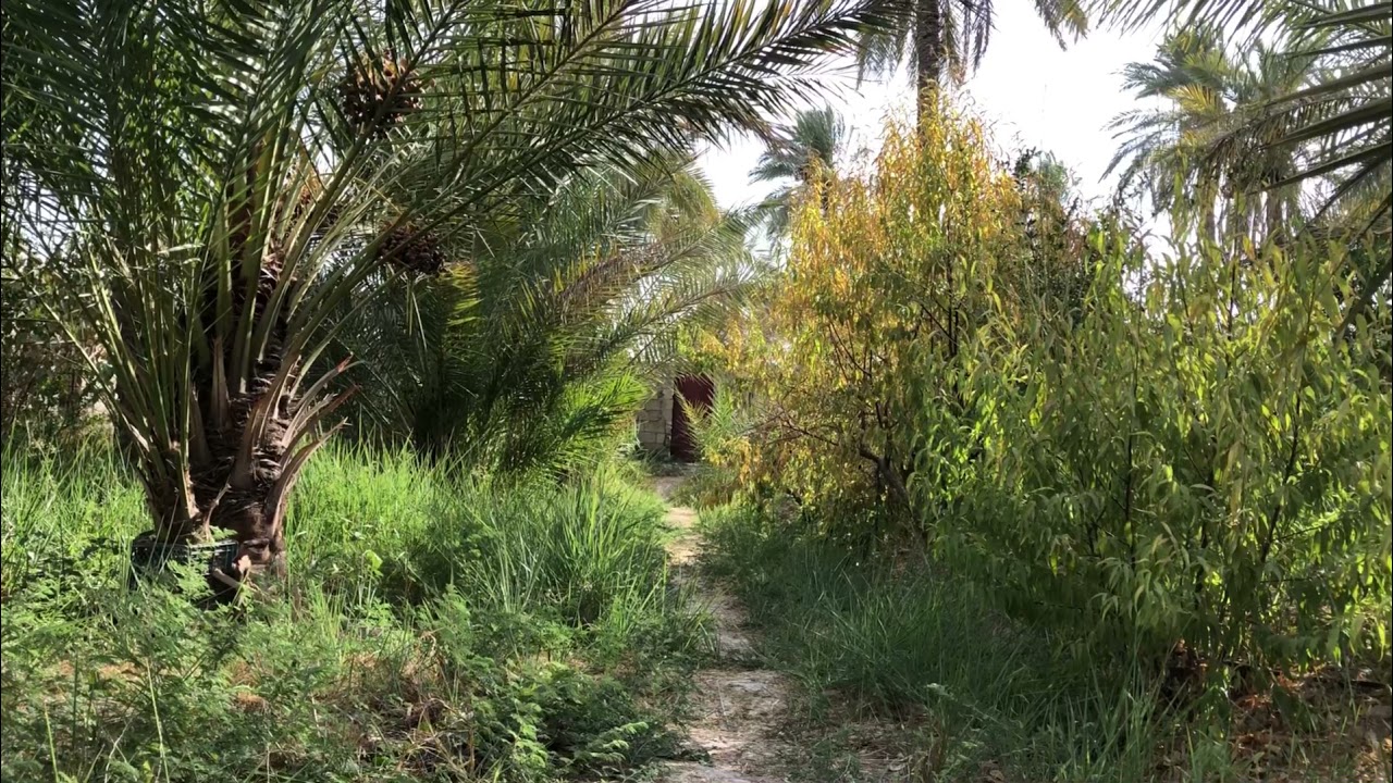 بساتين مندلي / قلم حاج