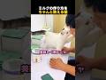 ミルクの作り方をちゃんと教える猫