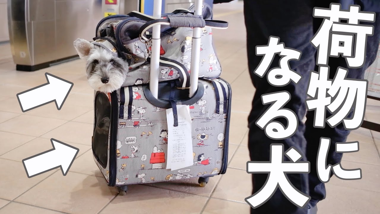 【犬と新幹線】２年ぶりに富山の両親に会うことができました【シュナウザージジトト】