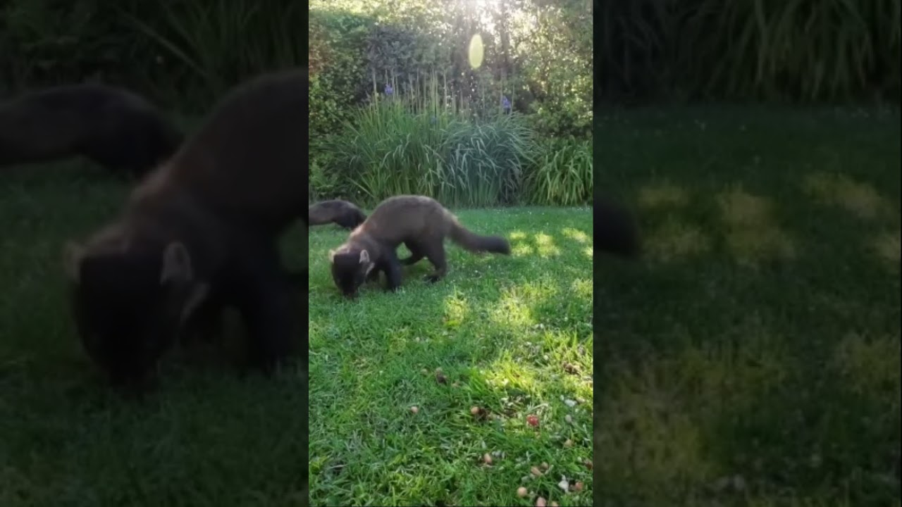 Pine Martens coming for breakfast. 