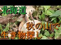 【北海道】秋の山で生き物探し！虫やカナヘビ、カエル、サンショウウオ大集合！