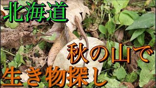 【北海道】秋の山で生き物探し！虫やカナヘビ、カエル、サンショウウオ大集合！