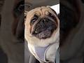 Pugs don't bark...they scream