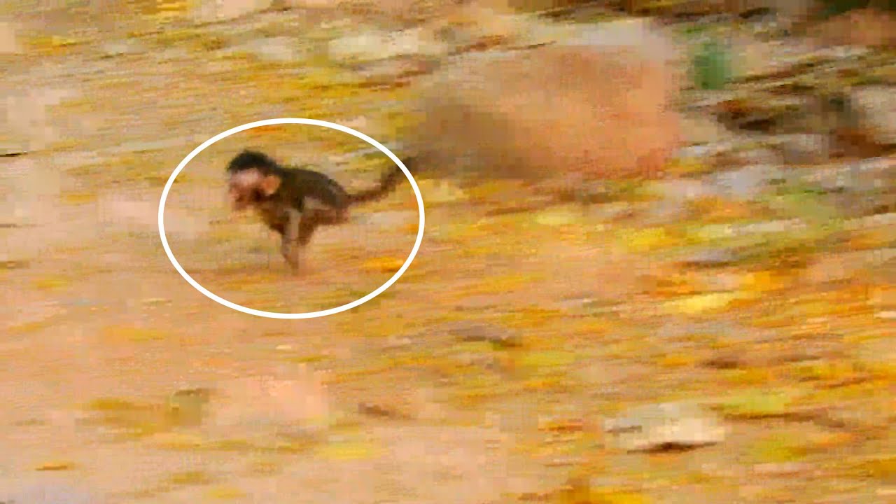 Baby monkey lost mom cry temper tantrums