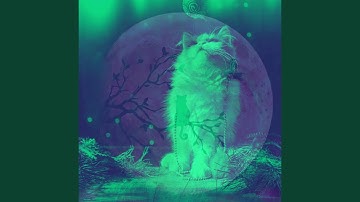 Pulsating Moods for Lush Kittens