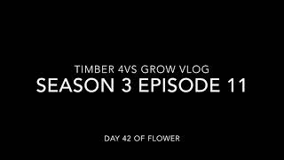 Timber 4VS Grow Vlog Season 3 Episode 11