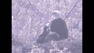 2024 May 8 Eagles Chicks and Adult