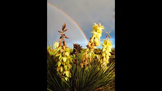 Yucca Heart - Kim McKee