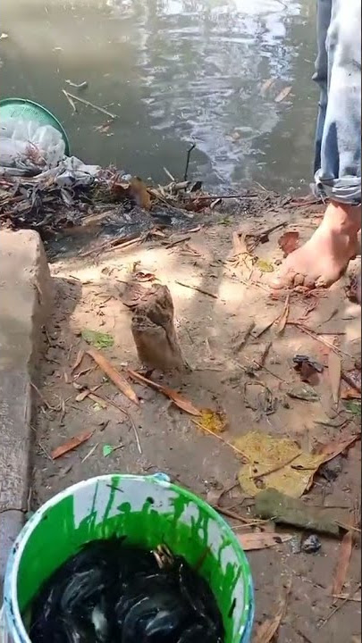 Wes Suwe ora manceng #Mancing Story