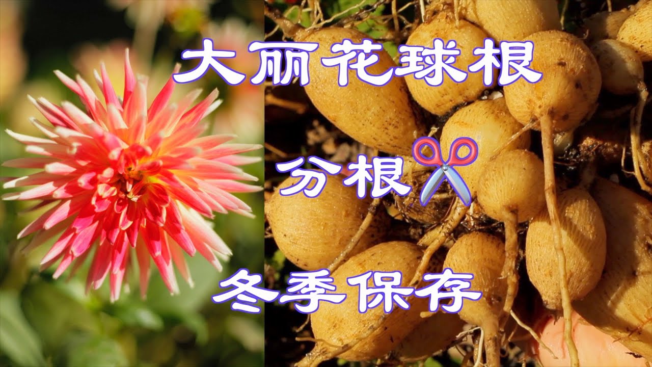 大丽花秋季分根繁殖,来年种成一大片;球茎冬季保存,方法最简单最干净, 拒绝腐烂 - YouTube