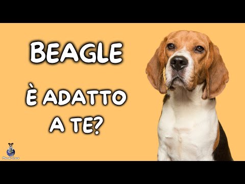 Video: I beagle sono cani intelligenti?