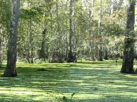 sw boat rides louisiana boat ride through honey island sw louisiana youtube sw boat rides louisiana boat ride through honey island sw louisiana youtube