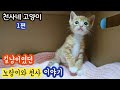 천사네 고양이 -1편, 길냥이였던 노랑이와 천사 이야기, The cat hat that used to be a street cat