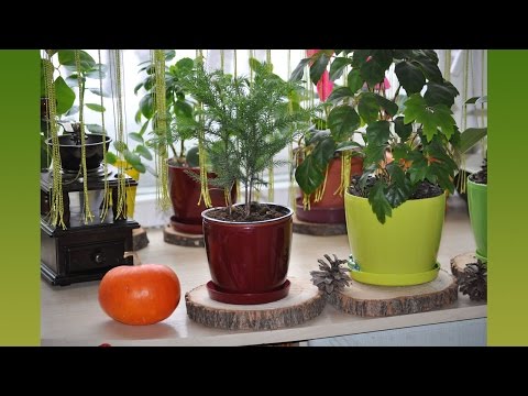 Араукария комнатная елочка